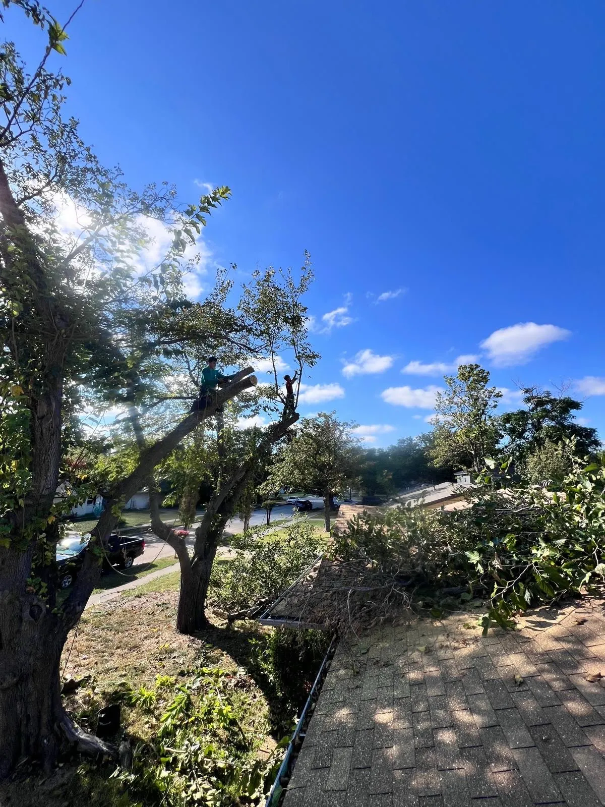 Completed tree service project
