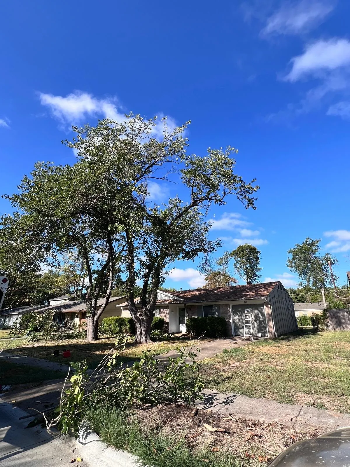 Tree removal work in progress in Irving, Texas