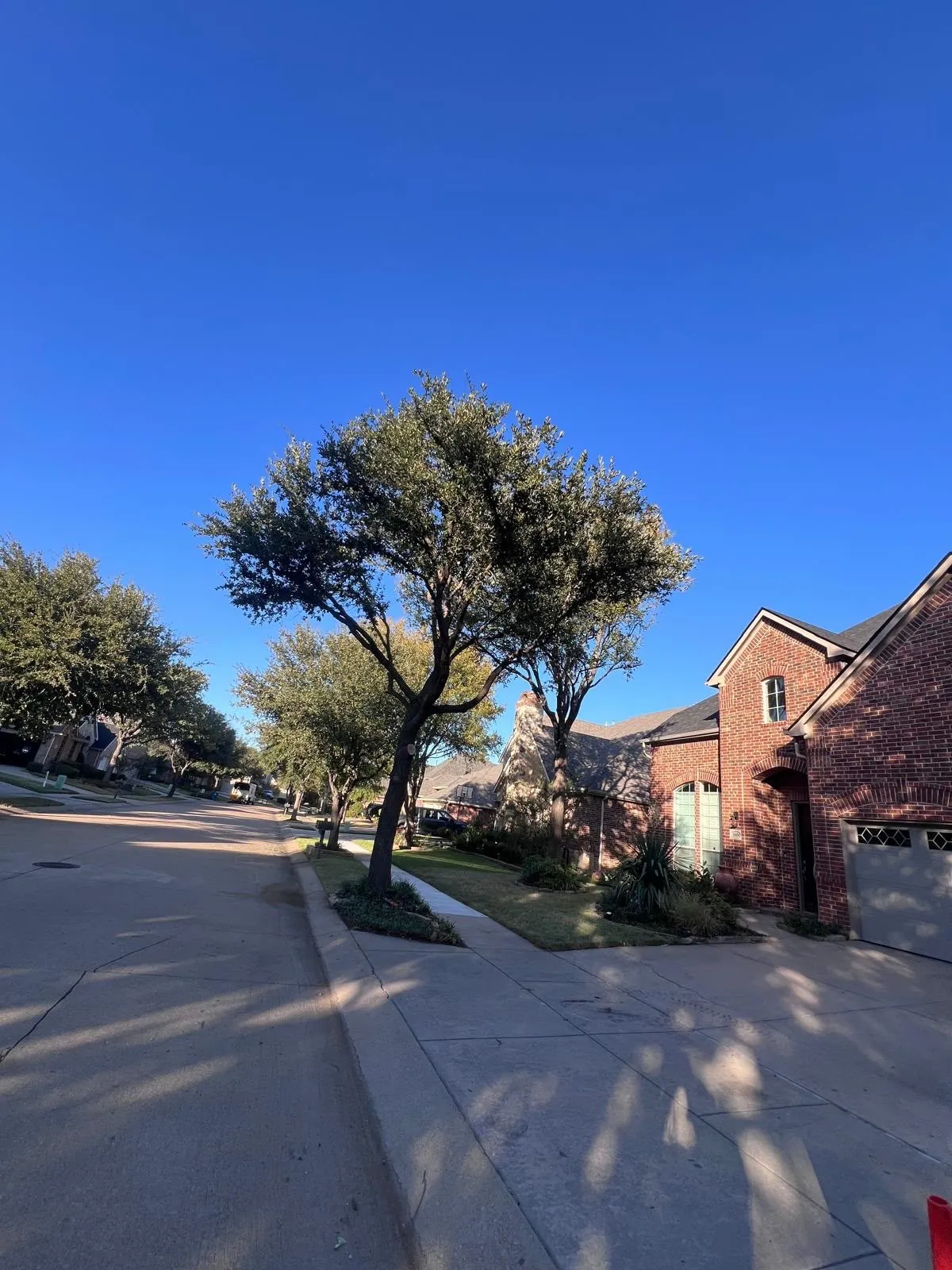 Residential tree trimming project in the DFW area
