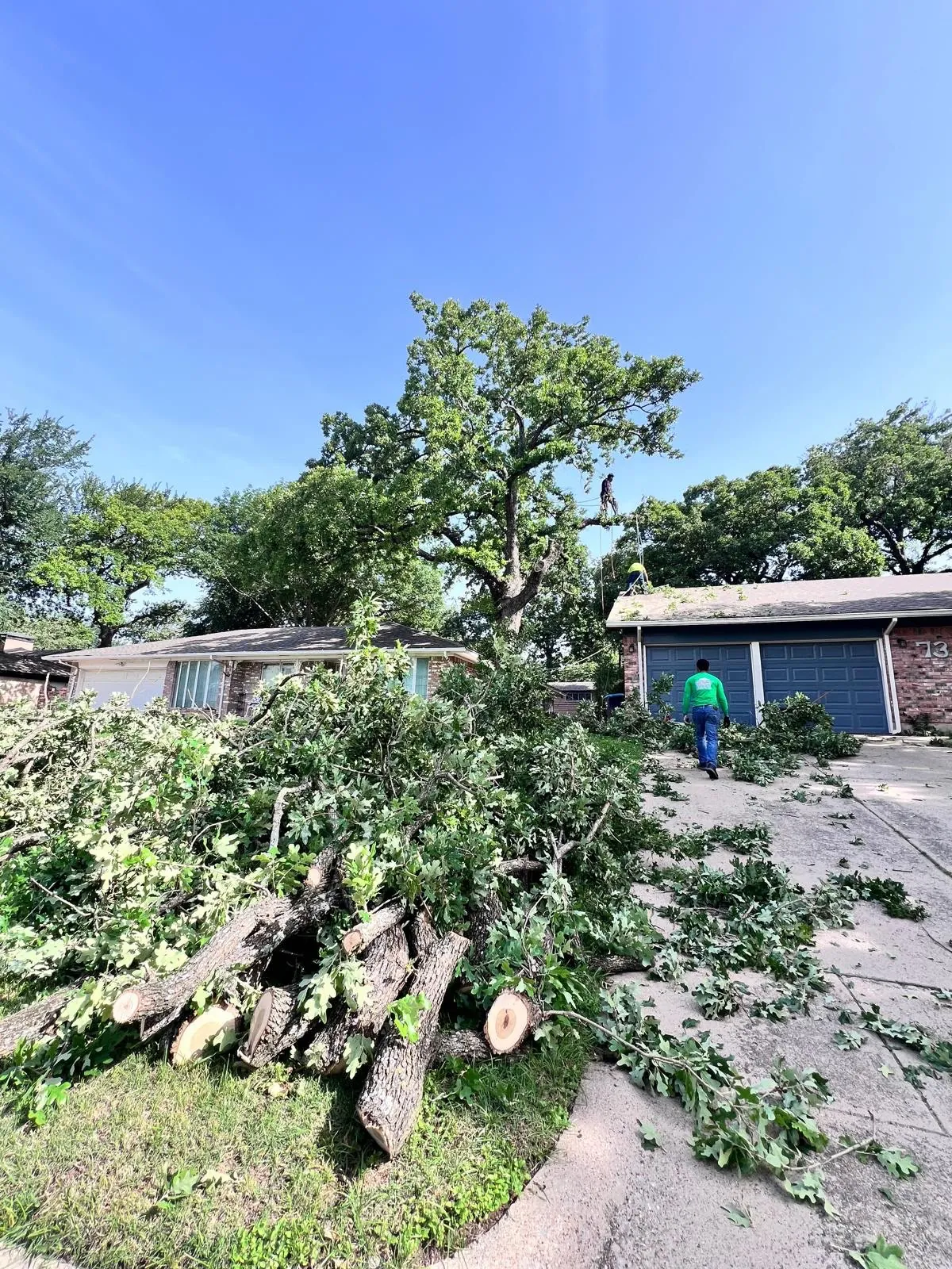 Tree removal project