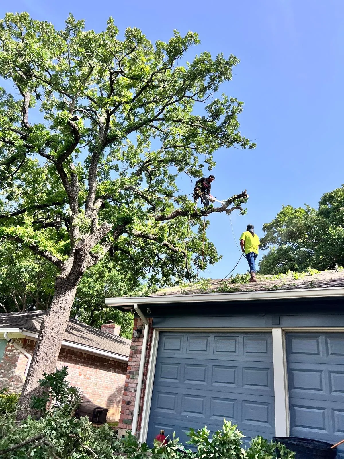 Tree trimming work