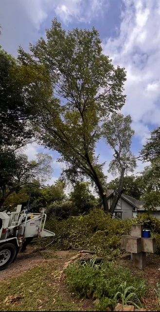 Retiro de árboles — foto del trabajo 13