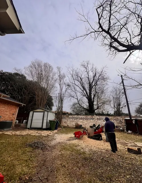 Retiro de árboles — foto del trabajo 17