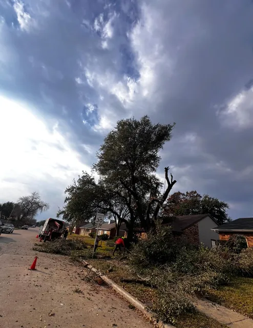 Retiro de árboles — foto del trabajo 21