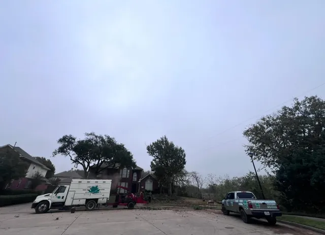 Retiro de árboles — foto del trabajo 23