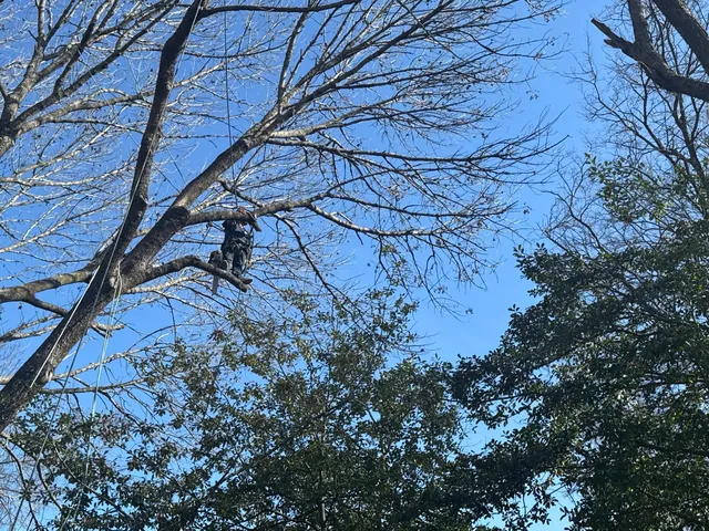 Tree Trimming & Pruning — work photo 2