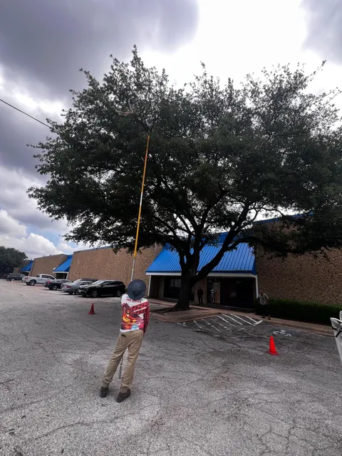 Tree Trimming & Pruning — work photo 8