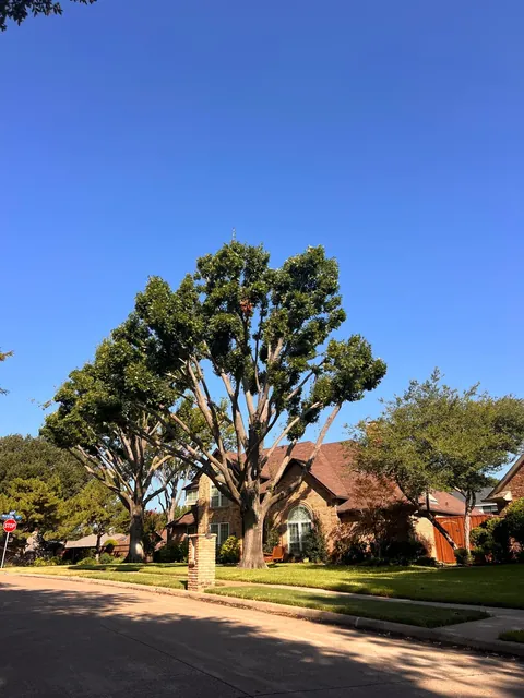 Tree Trimming & Pruning — work photo 12