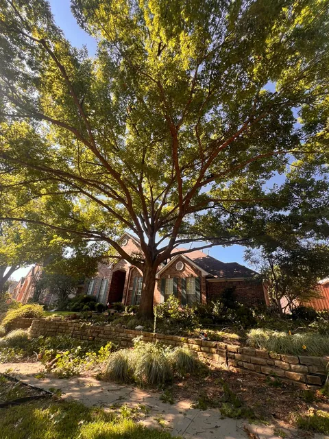 Tree Trimming & Pruning — work photo 13