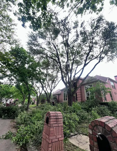 Tree Trimming & Pruning — work photo 15