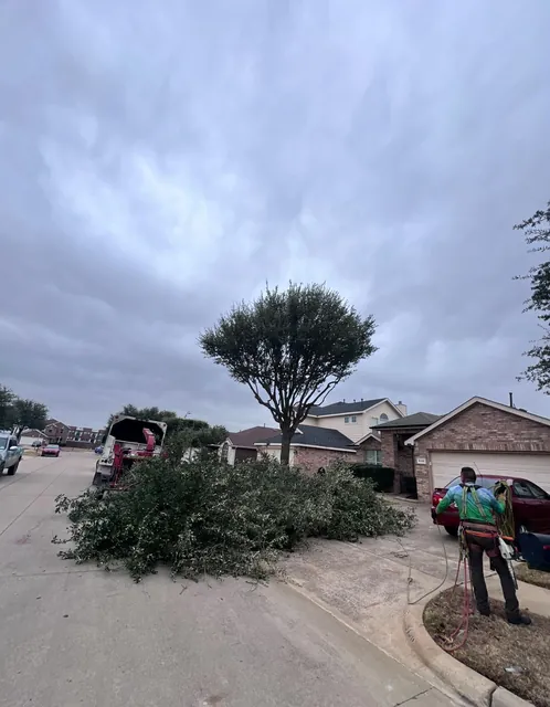 Tree Trimming & Pruning — work photo 17